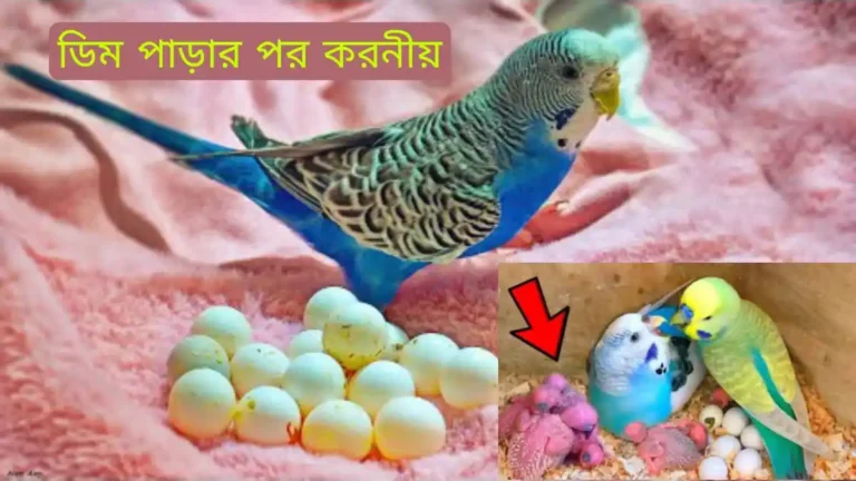 বাজরিগার পাখি ডিম পাড়ার পর করনীয়