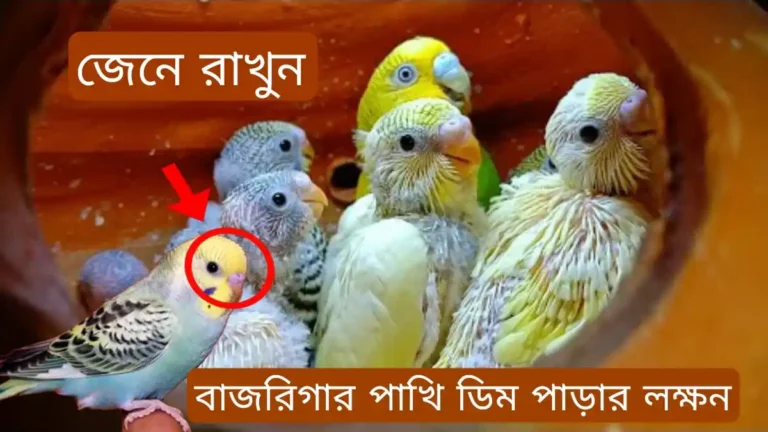 বাজরিগার পাখির ডিম পাড়ার লক্ষণ